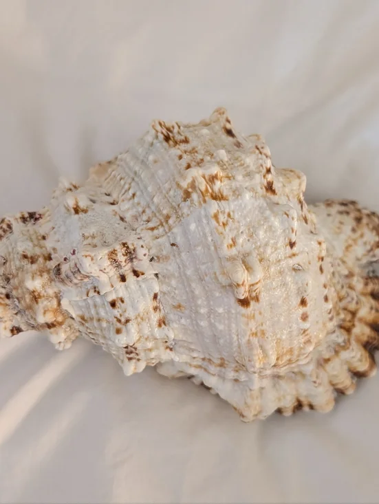 Large Conch Shell - Picture 3 of 3